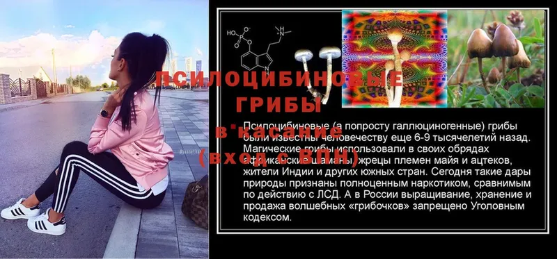 купить   Анапа  Псилоцибиновые грибы Psilocybe 